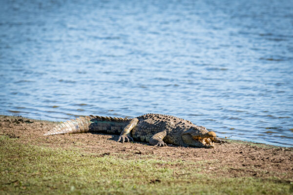 Crocodile-Tented-Camp-101-600×400