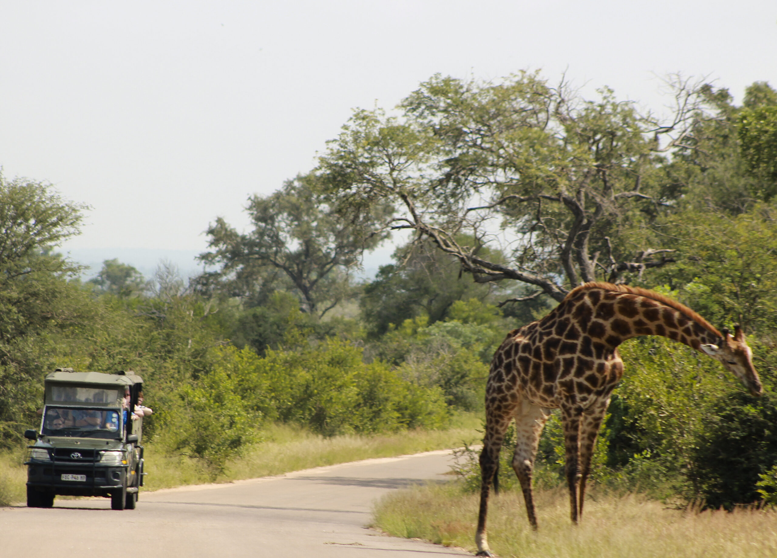 Girraffe spotted on Skukza Game Drive
