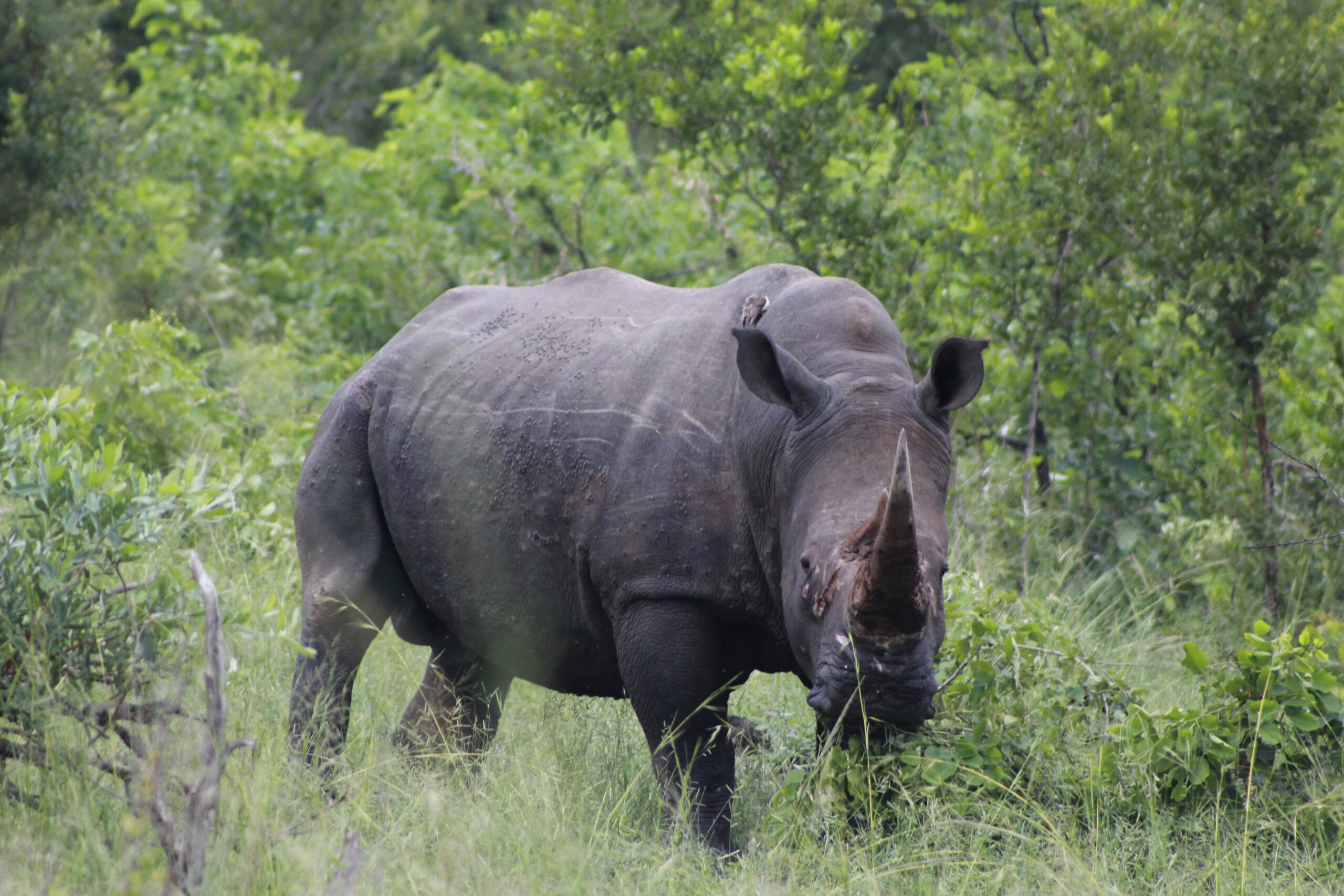Rhino