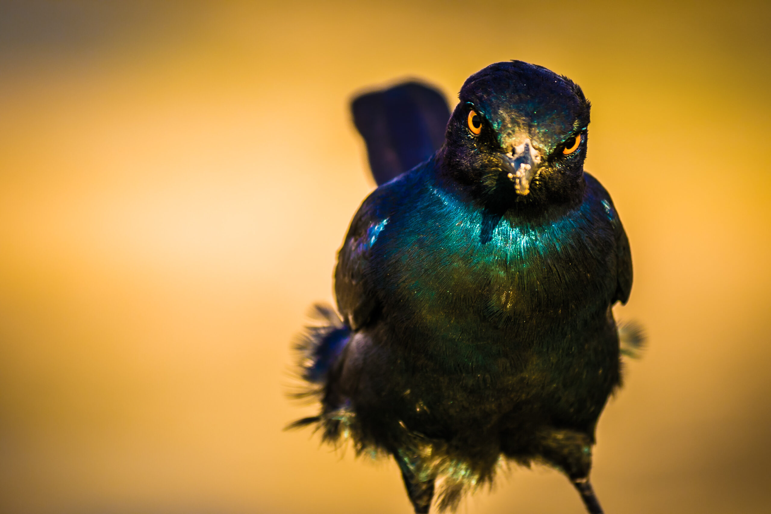 Satara_Glossy Cape Starling_Rudolph de Girardier_02