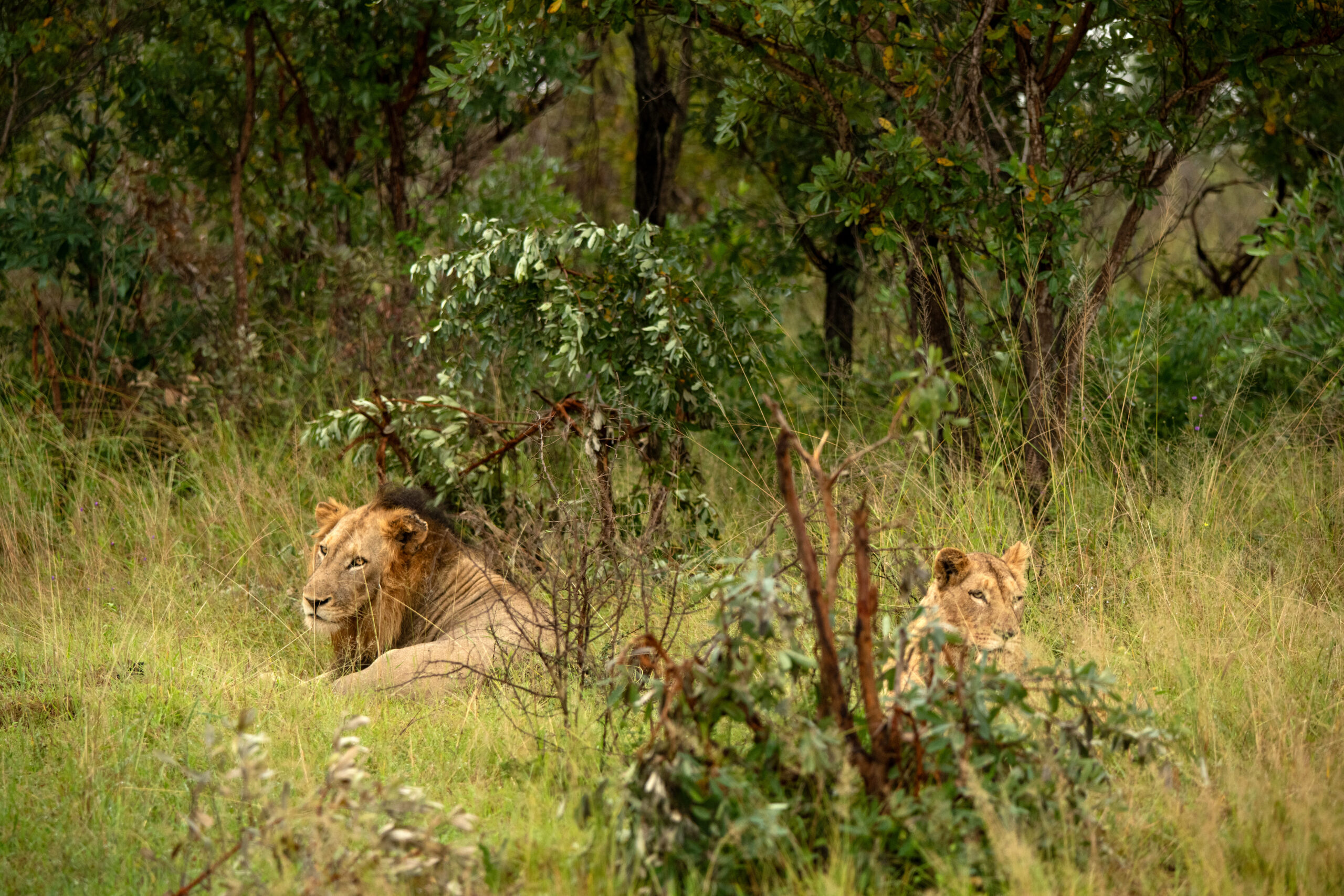 Skukuza Safari Lodge (37)