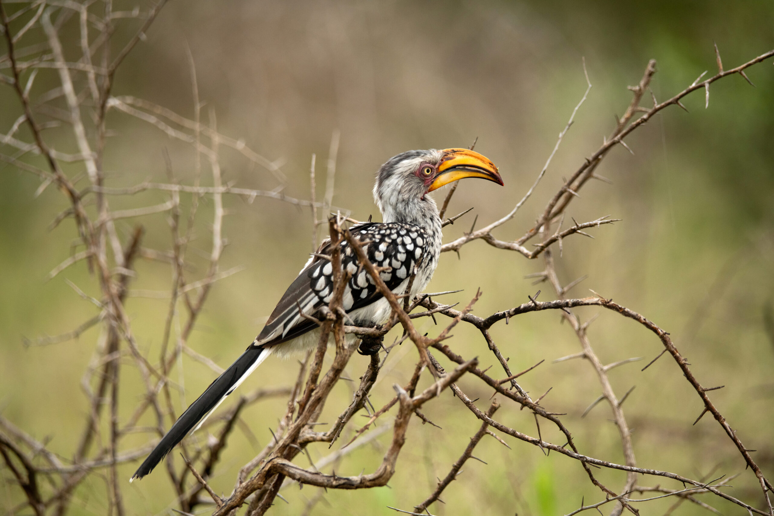 Skukuza Safari Lodge (56)